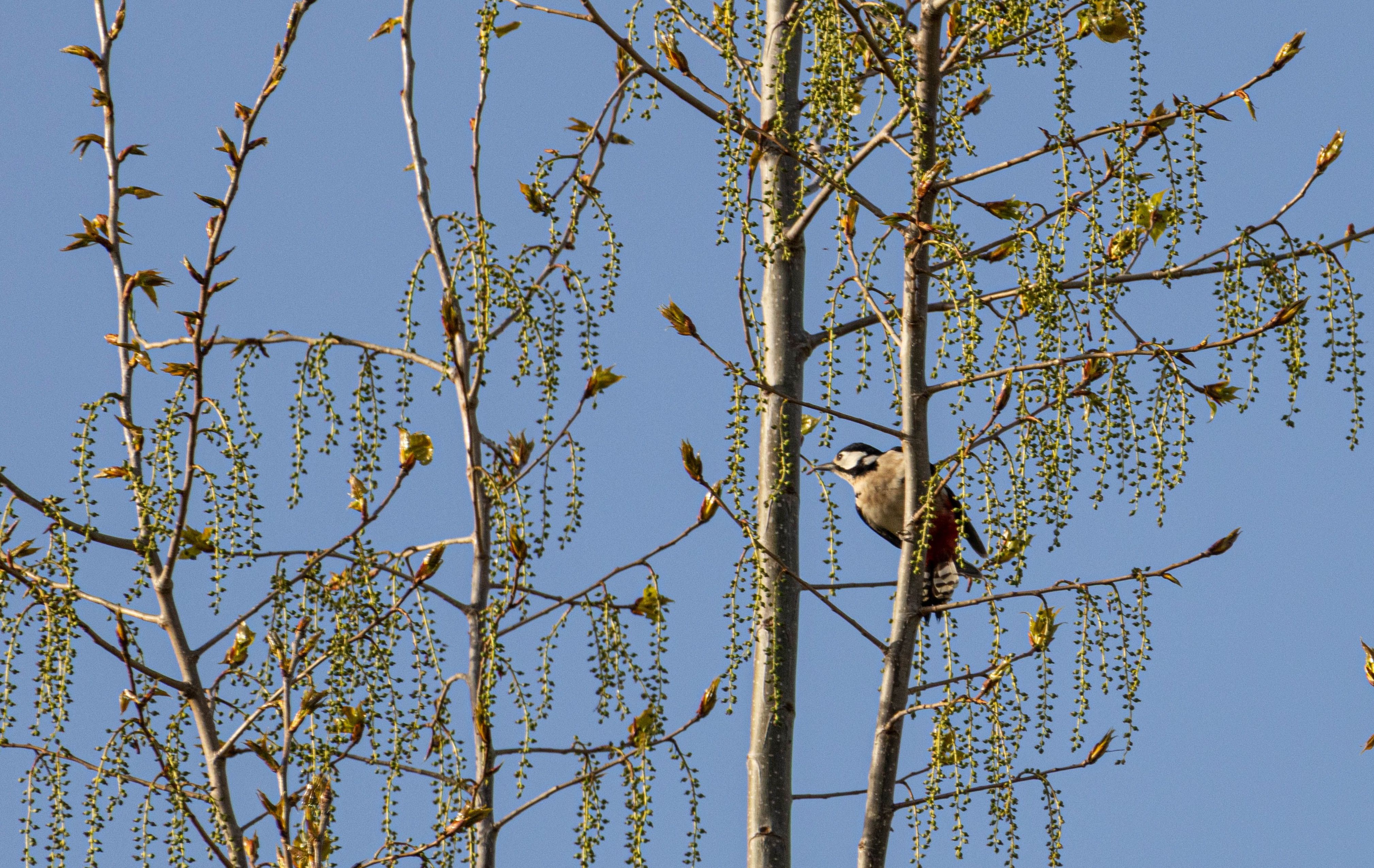 Birding & Bites