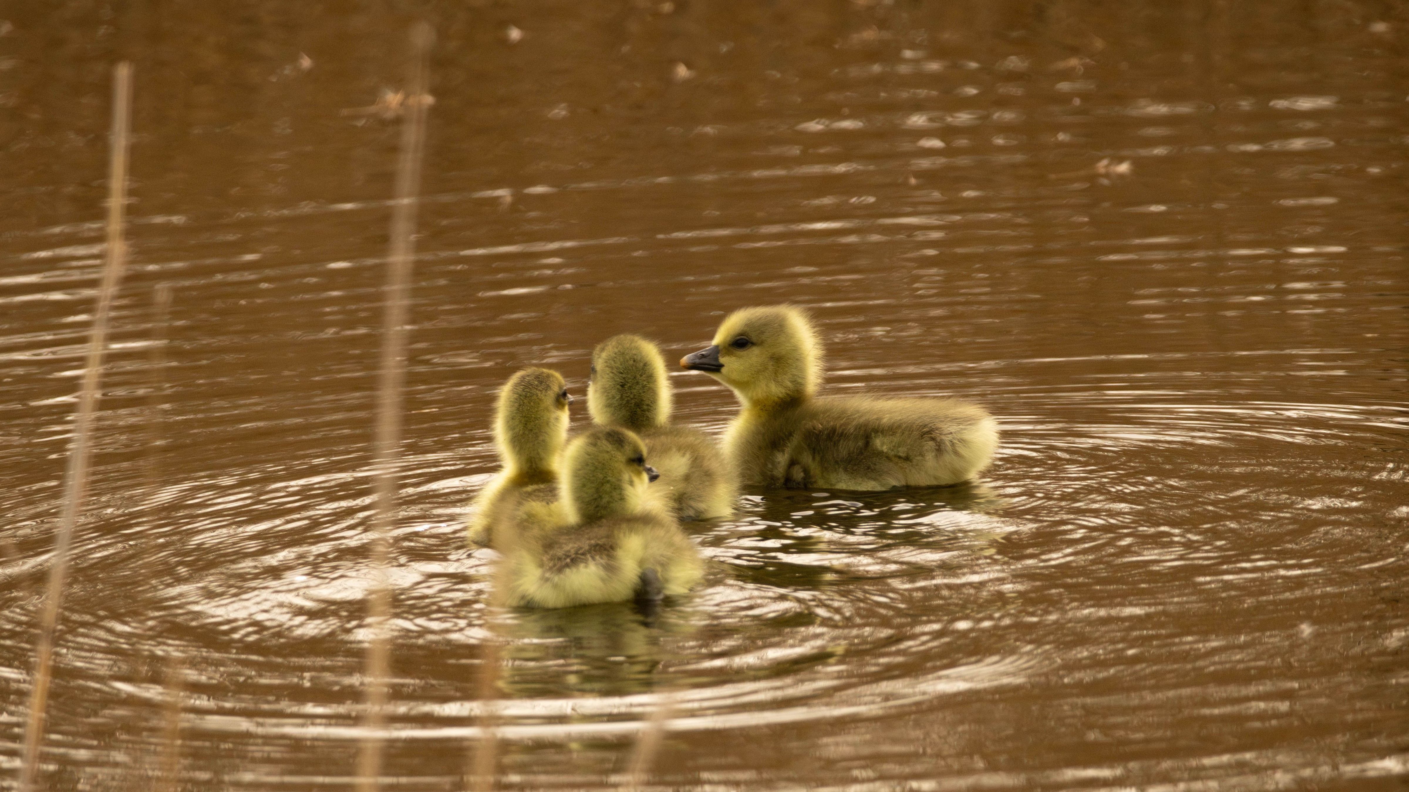 Urban Birding Breda