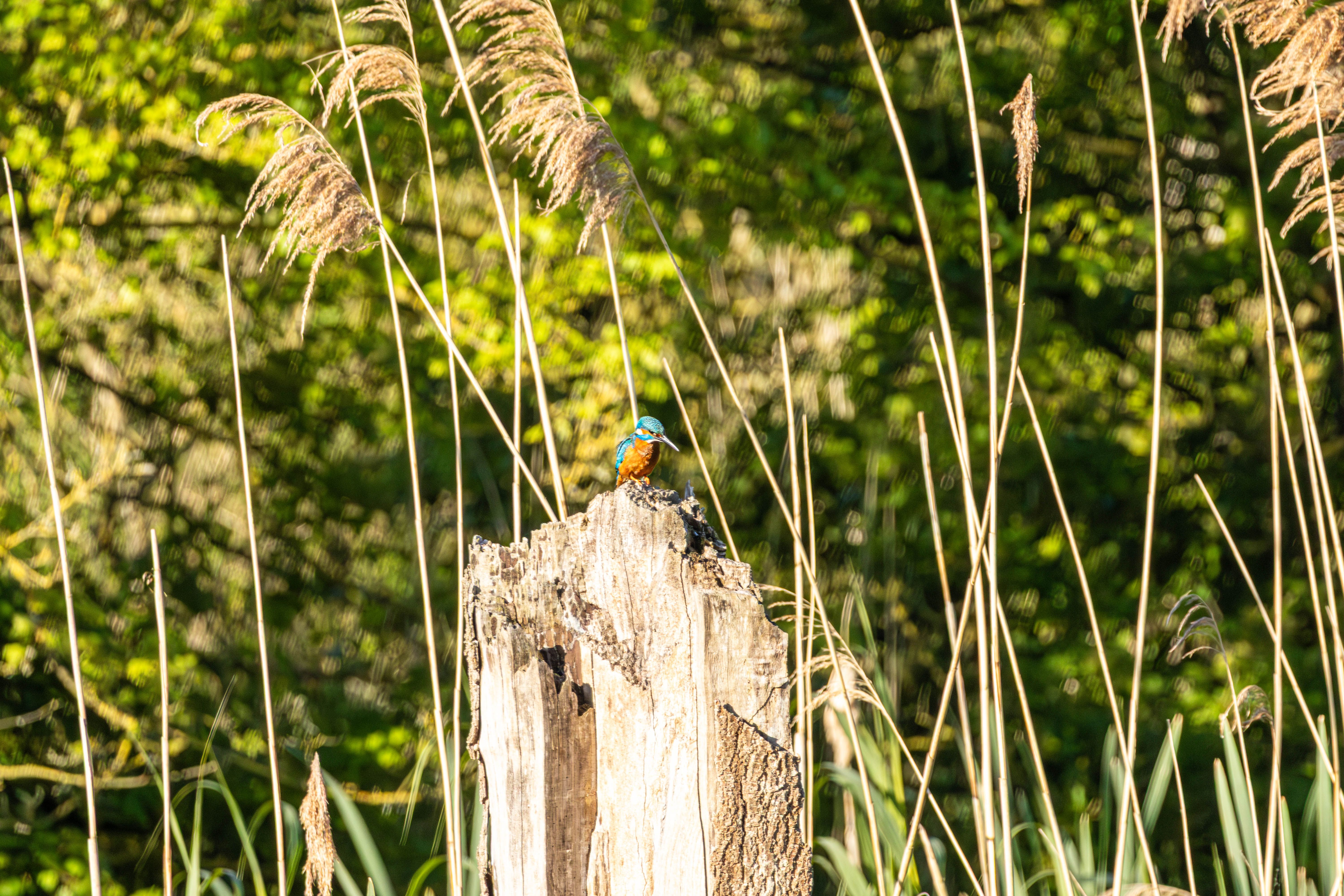 Vogelexcursie Biesbosch