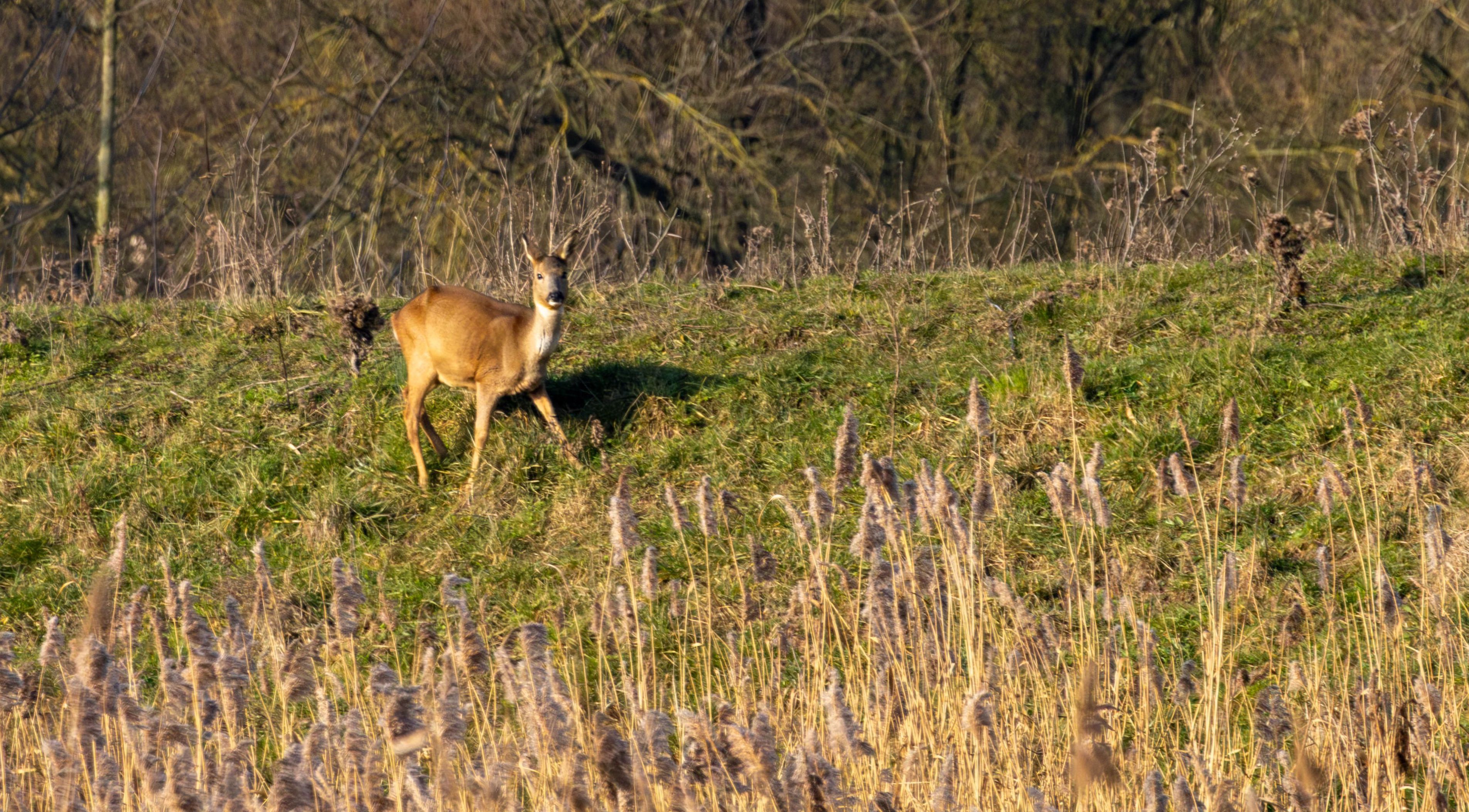 Birding & Bites