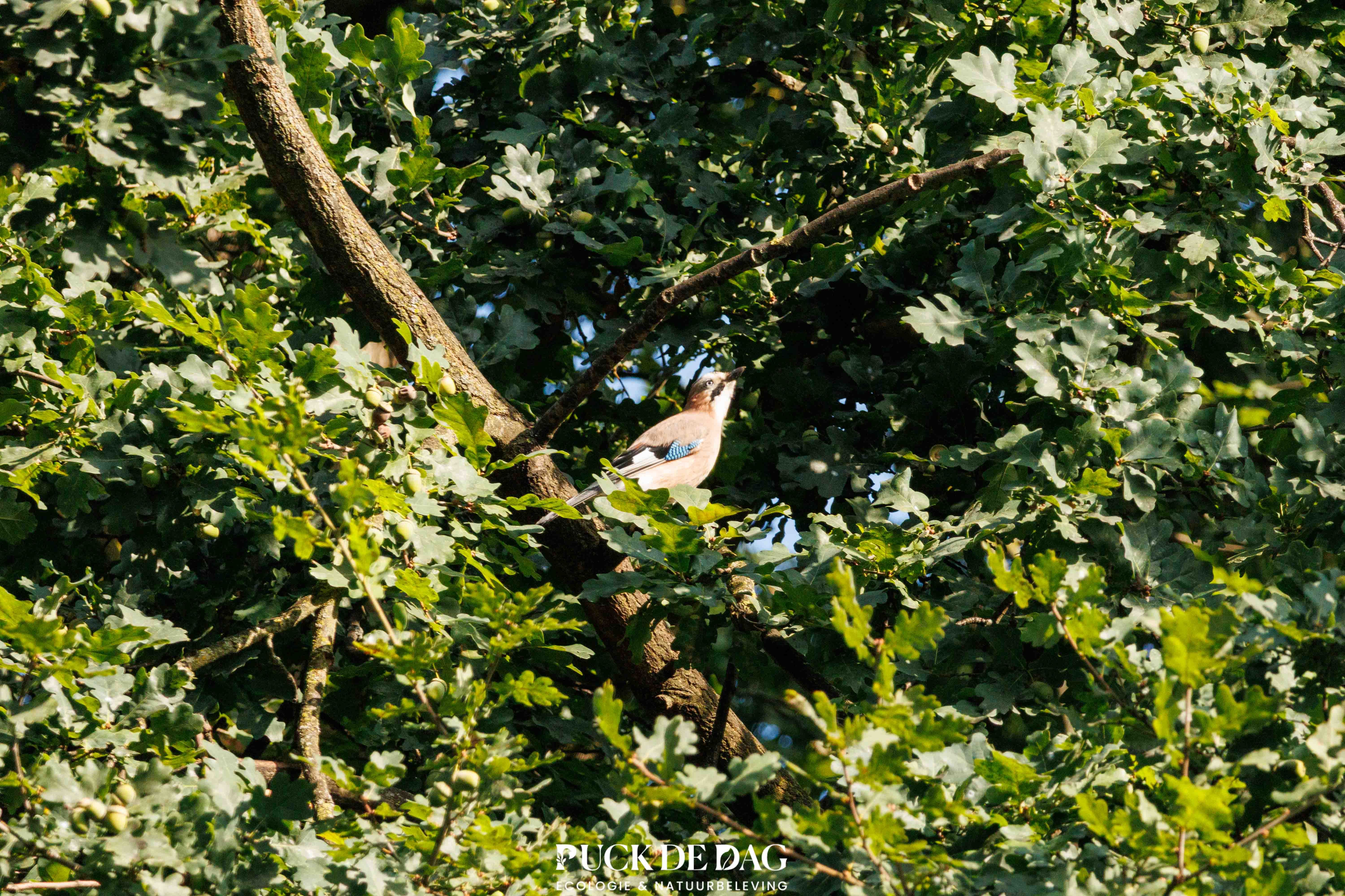 Urban Birding Breda