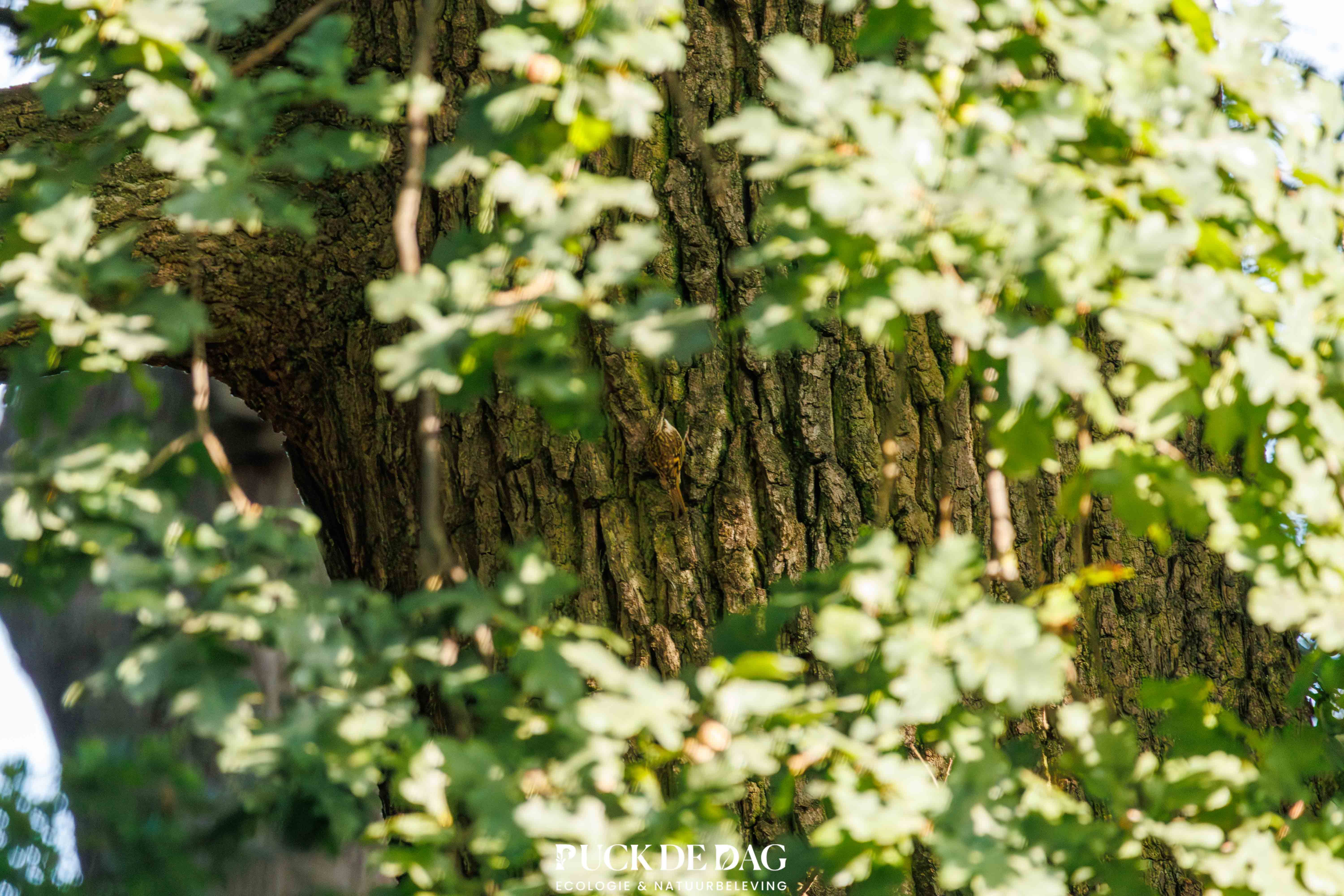 Urban Birding Breda