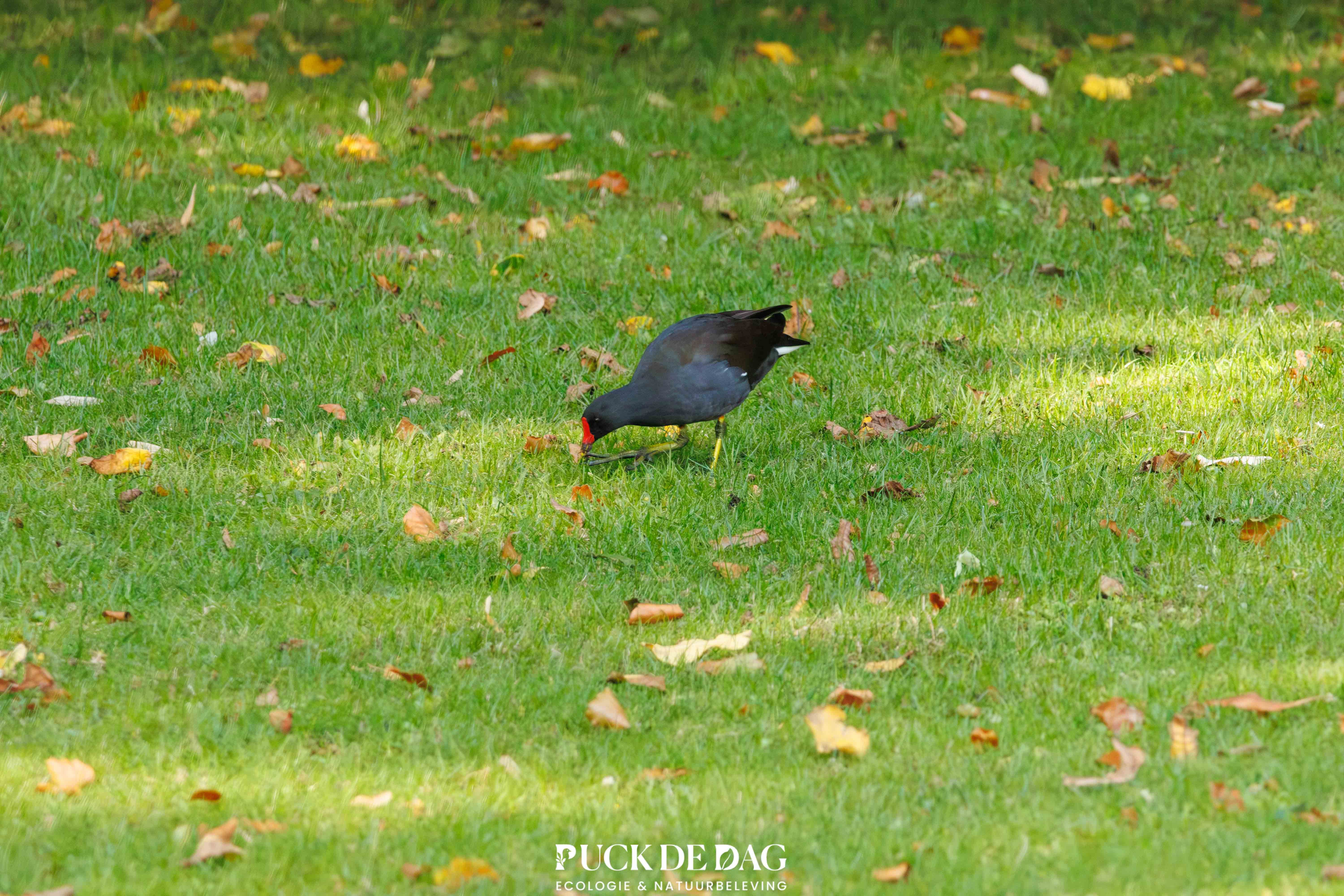 Urban Birding Breda